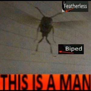homosapien